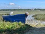 les-plantes-du-littoral-16-mai-1253